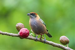 Lesser Antillean Tanager